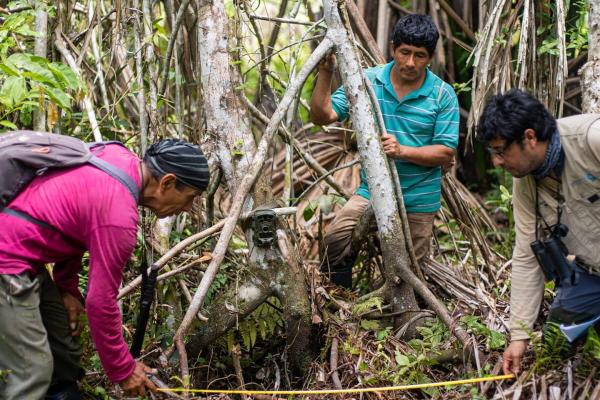 In Peru, community-led camera trapping&hellip;