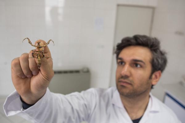 photo of Iranian scientist names new praying mantis species for freedom image