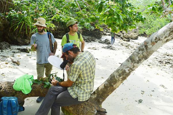 New mahogany species found in Zanzibar&hellip;