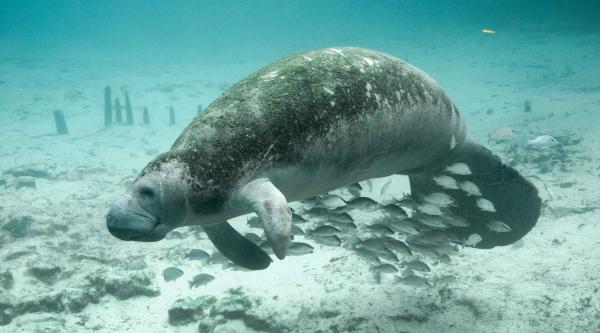 Trump Habitat Rollback Takes Effect As&hellip;
