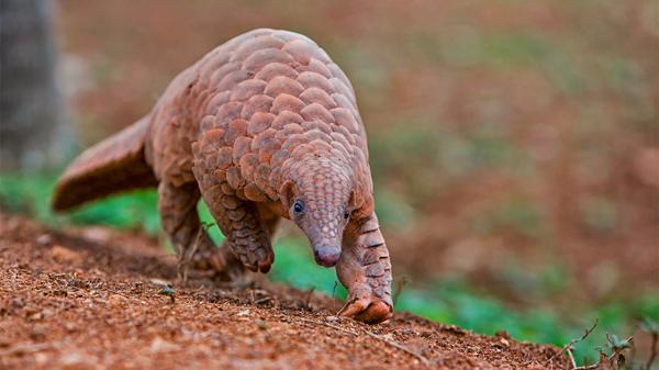 Beyond wildlife trade: Endangered&hellip;