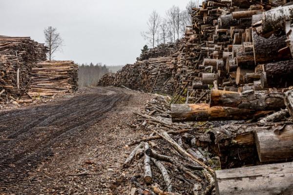 Why Sweden’s forest policy matters to…