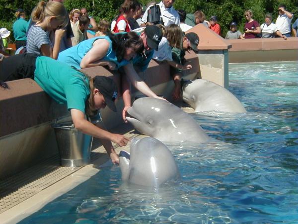 Belugas facing euthanasia at shuttered&hellip;