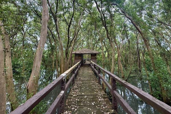 A protected mangrove forest stands…