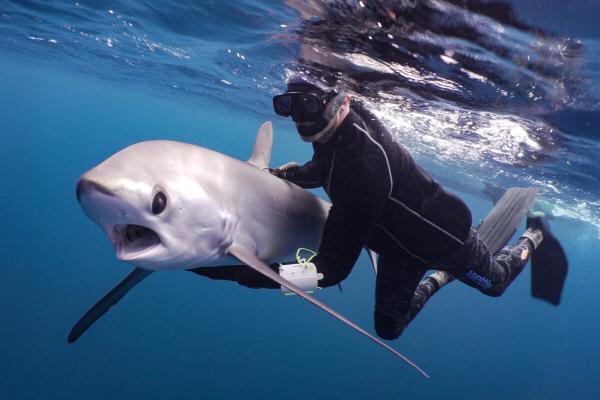 photo of Sharks didn’t rebound—so Mark Erdmann is putting them back image