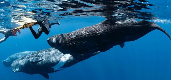 Unregulated tourism risks disrupting…