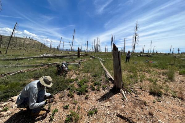 A ‘Reforestation Pipeline’ in New Mexico Trains…