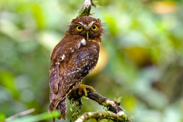 Elders, conservationists race to record&hellip;