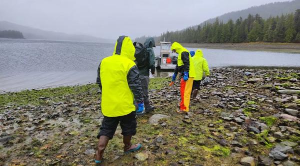 photo of A Phyto Finish: Could Seaweed Be Mined for Critical Minerals? image