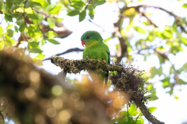 ‘Lost’ parrot rediscovered on remote&hellip;