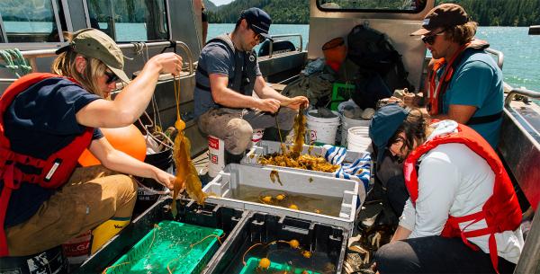 First Nation-led effort replants kelp&hellip;