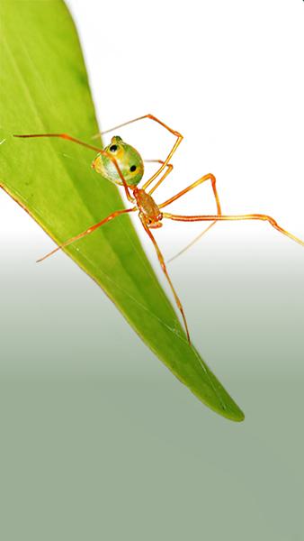This spider catapults ants