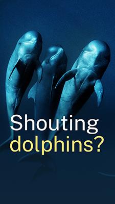 These dolphins are shouting