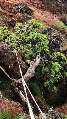 Is this the world’s loneliest tree?