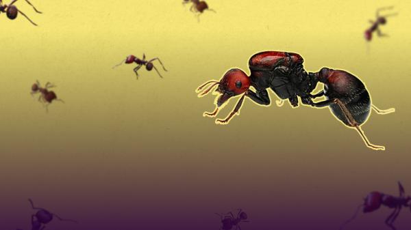 Why are people buying pet ants?