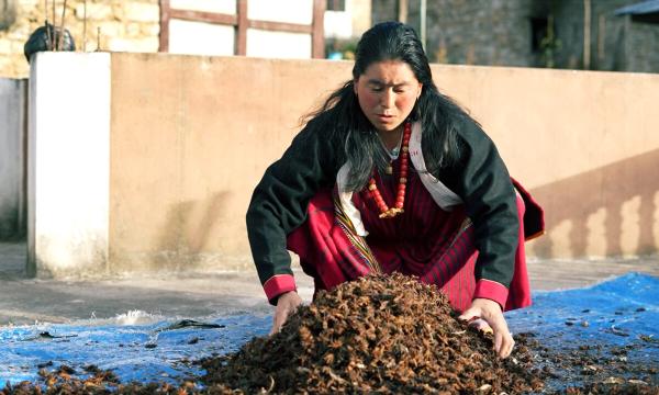 Efforts to revive India’s disappearing…