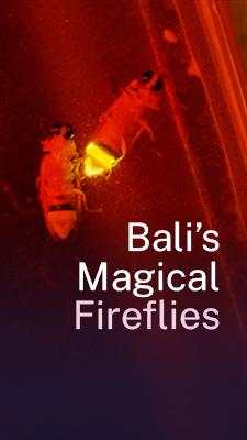 Bringing back Bali’s lost fireflies