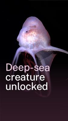 New deep-sea creatures unlocked!