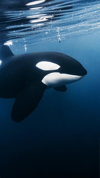 This orca destroyed a sunfish and no one&hellip;