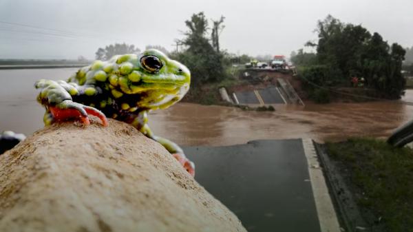 In search of the tiny toad that stopped&hellip;