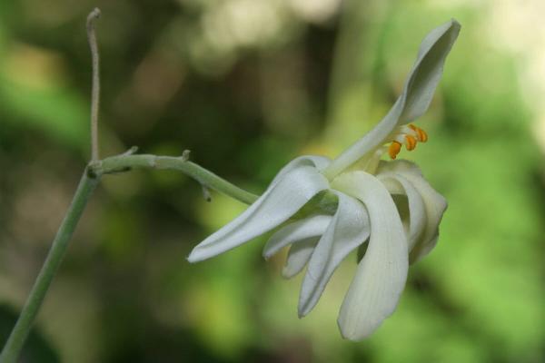 In DRC’s Kivu region, the moringa tree…