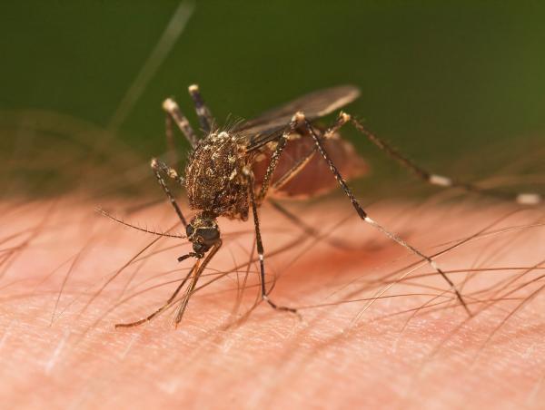 Mosquitoes in Brazil’s Atlantic Forest&hellip;
