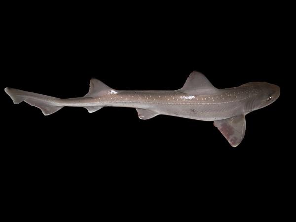 45 more shark species up for CITES…