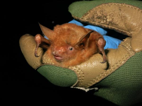 Rare bats at risk as iron ore mine&hellip;