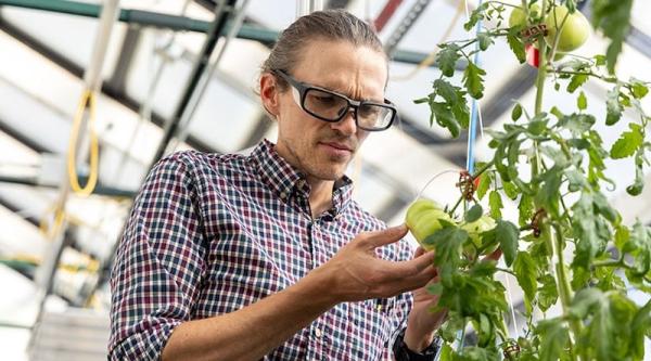 Solar Panels Give Edge to Tomatoes Grown…