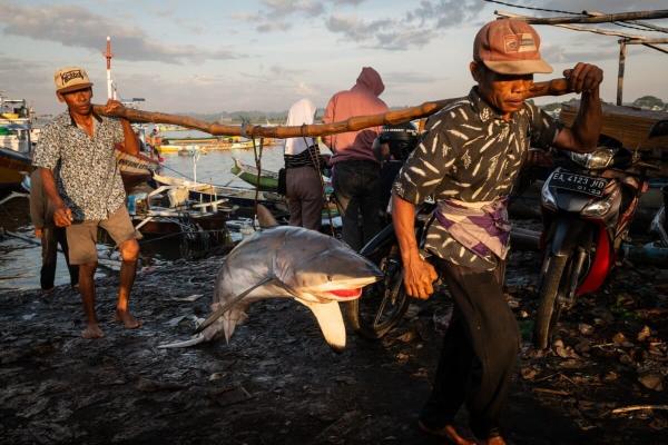 Photos documenting overfishing impacts…