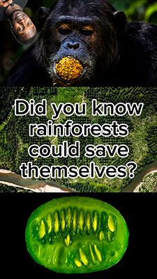 Did you know forests can save themselves?