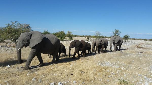 Africa’s monitored wildlife…