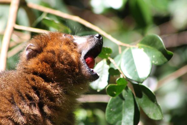 An invasive guava is muscling out&hellip;