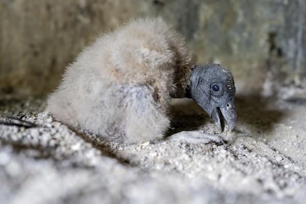 Three Andean condor chicks hatch in&hellip;