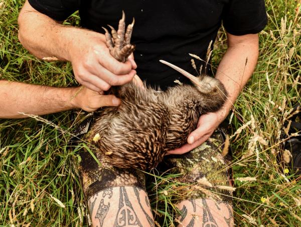 Iwi and community-led effort return kiwi&hellip;