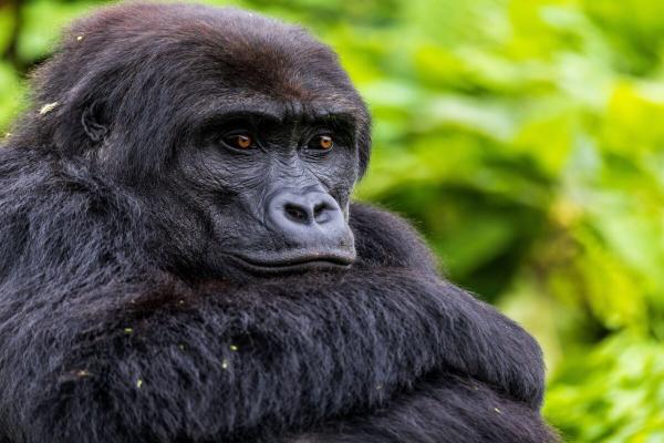 Signs of hope for rescued gorillas…