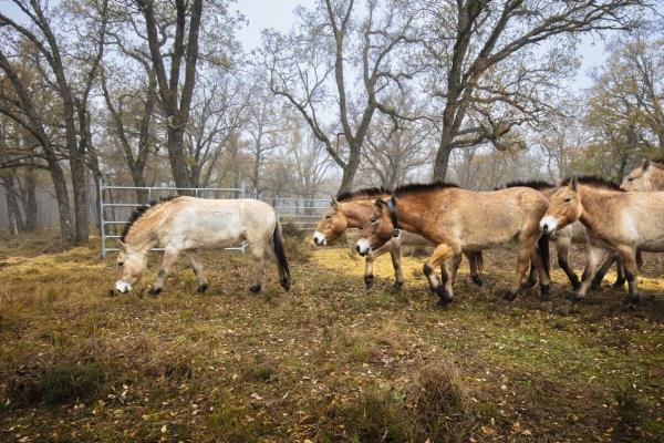Wild horses return to Spain’s Iberian highlands after 10,000 years