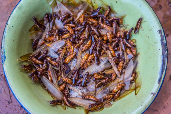 Zambia’s edible insect tradition…