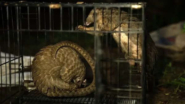 photo of Africa's pangolin crisis: The delicacy that's driving a species to the brink image