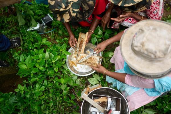 In southern India, beekeeping helps&hellip;