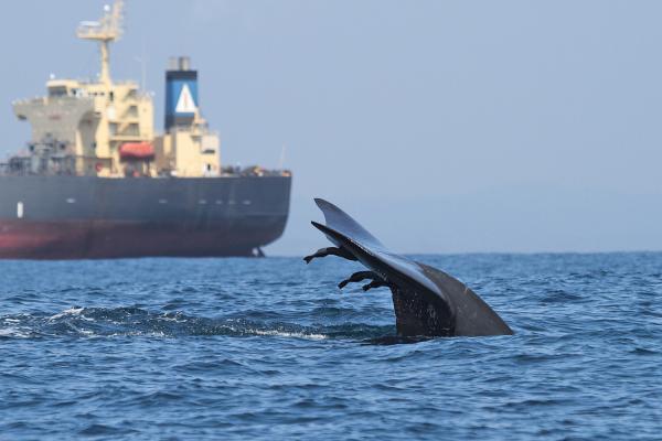 Scientists Identify Global Hotspots for Whale-Ship Collisions—and Hardly Any Have Protections in Place