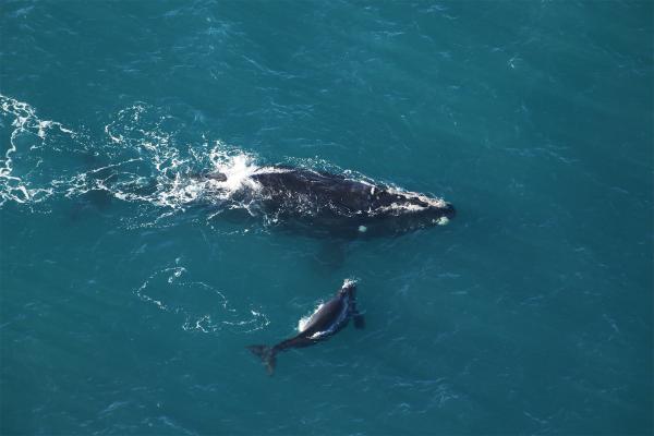 A baby boom for North Atlantic right&hellip;