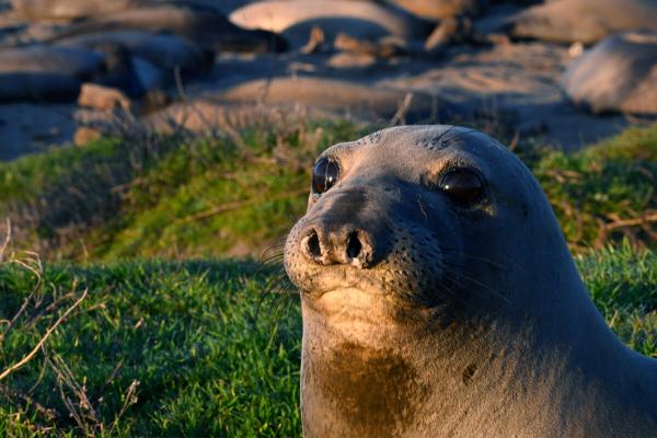 photo of Seal ‘oceanographers’ reveal fish abundance in Pacific Ocean’s twilight zone image