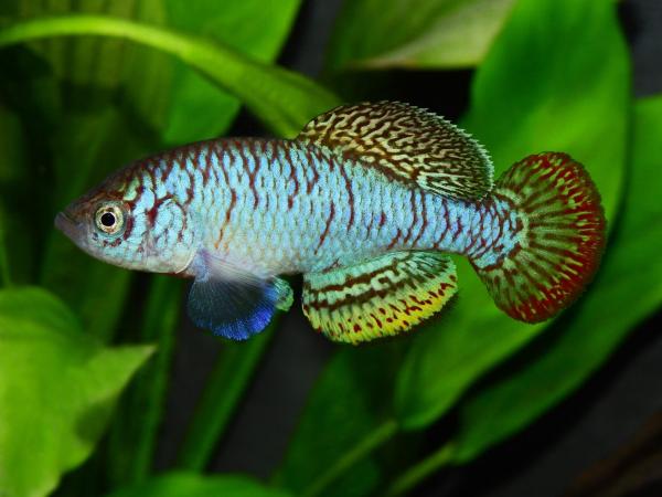 A fish a day: More than 300 freshwater&hellip;