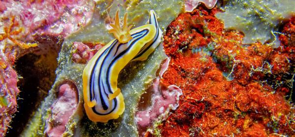 New conservation effort launched to&hellip;
