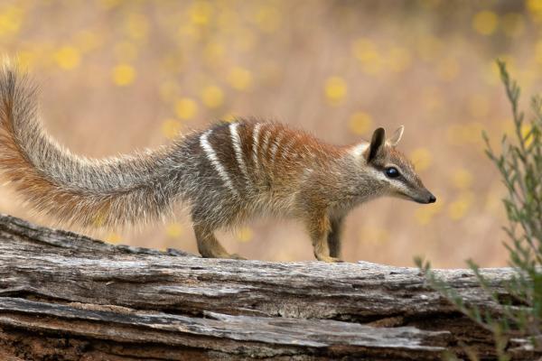 Once endangered, Australia’s numbat is&hellip;