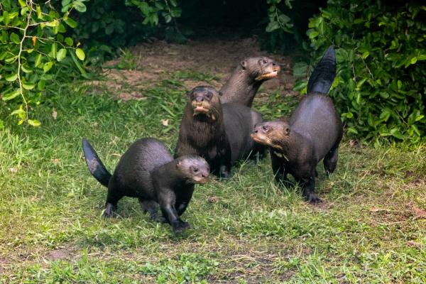 Giant river otter returns to Argentina…