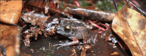 A new frog species emerges from Peru’s&hellip;