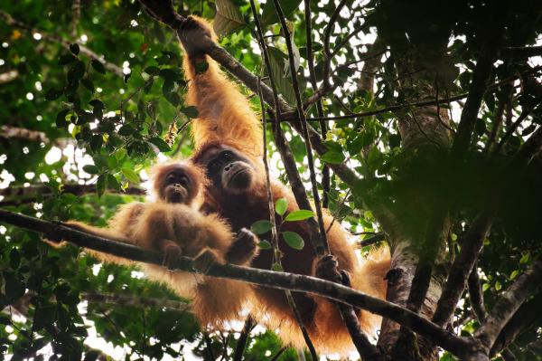 The mother of orangutans