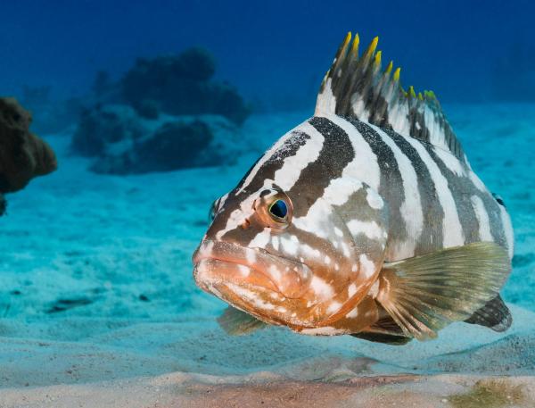 Belize looks to the deep sea to complete&hellip;